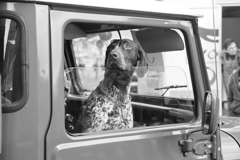 Araç kabininde koltukta oturan köpek